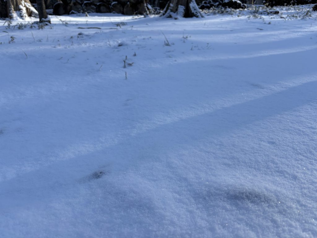 IMG_4660